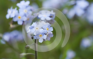 A beautiful Forget-me-not Myosotis sylvatica plant in flower.