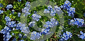 Beautiful forget-me-nots lit by the sun