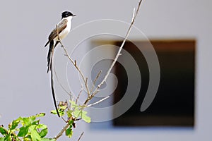 Beautiful Fork-tailed Flycatcher, tyrannus savana, perched on a branch, Uruguay