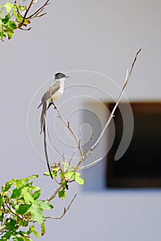 Beautiful Fork-tailed Flycatcher, tyrannus savana, perched on a branch, Uruguay