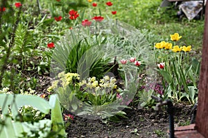 Beautiful formal garden with green grass, red and yellow tulips