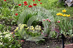 Beautiful formal garden with green grass, red and yellow tulips