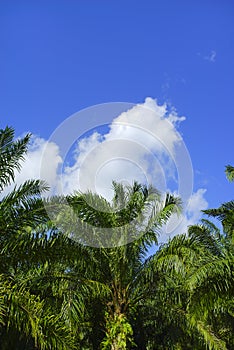 Beautiful formation of palm tree under deep blue sky.