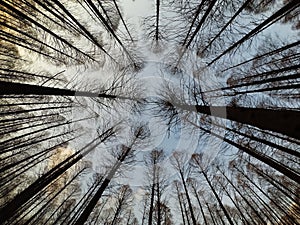 Beautiful Forrest and Blue Sky