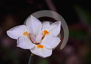 Beautiful Fortnight Lily White Flower photo