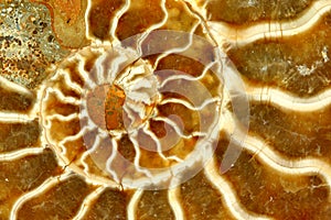Beautiful Fossil Nautilus Close Up photo