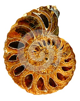 Beautiful Fossil Nautilus Close Up on White photo