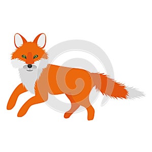 Beautiful fox