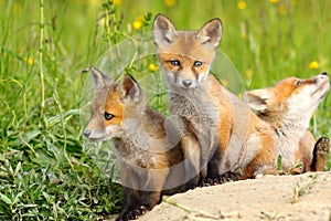 Beautiful fox cubs