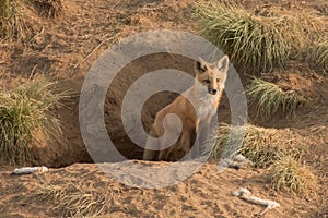 Beautiful Fox Kit In Den In Natural Wild Habitat