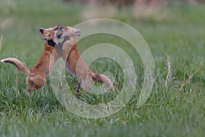 Beautiful Fox Kits Playing in the Canadian Rockies