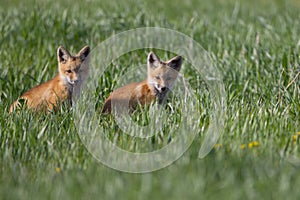 Beautiful Fox Kits Posing for shot in the Canadian Rockies