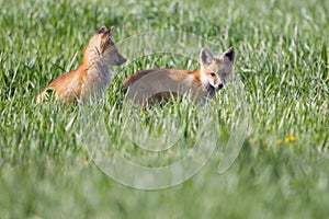 Beautiful Fox Kits waiting for mama in the Canadian Rockies