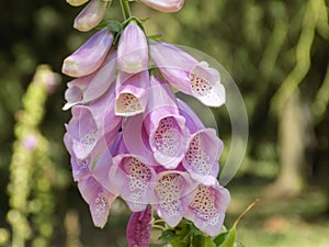 Beautiful Foxglove Bell Flower