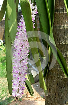 Beautiful foxtail orchid bundle Assam IND