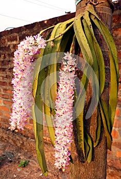 Beautiful foxtail orchid bundle Assam IND