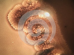 The beautiful fractal pattern of growth of bacteria on nutrient agar medium