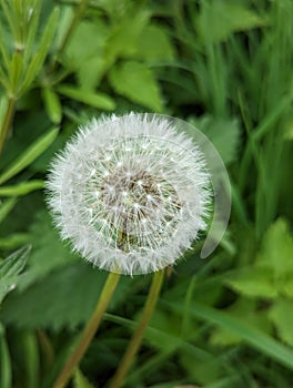 Beautiful fragile dandelion weed flower
