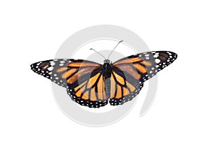 Beautiful fragile monarch butterfly isolated