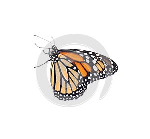 Beautiful fragile monarch butterfly isolated