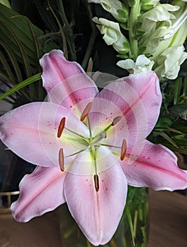 Beautiful fragile pink lily flower