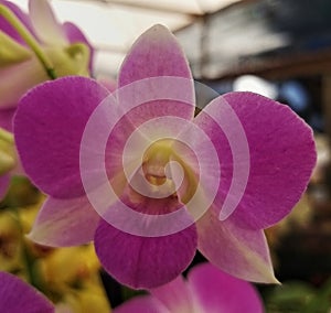 beautiful fragile and simple flower