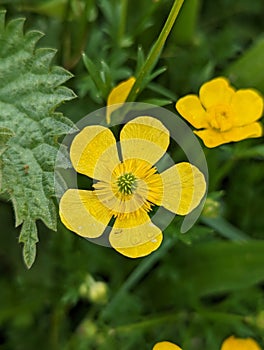 Beautiful fragile yellow petal flower