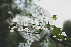 Beautiful, fragrant bird cherry Prunus padus, hackberry, hagberry or Mayday tree in the spring evening, in the countryside