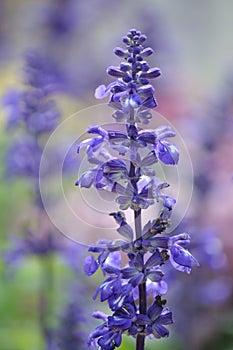 Beautiful fragrant deep purple blooms of Russian sage
