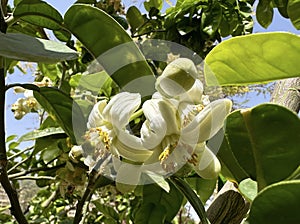 Flowering pomelo tree (lat.- Citrus maxima photo