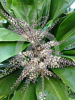 Beautiful and fragrant flowers of Chinese lucky tree.