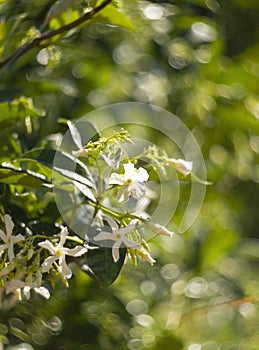 Beautiful fragrant flowers white Sampaguita Jasmine or Arabian Jasmine Jasminum sambac