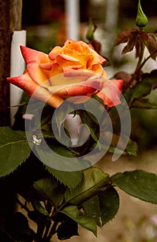 Beautiful and fragrant garden rose