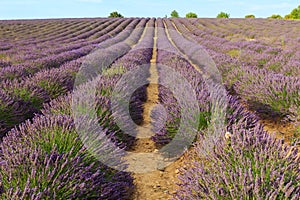 Beautiful fragrant lavender fields of Provence sunset