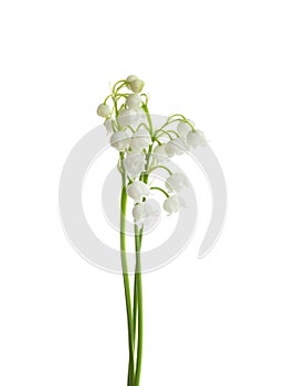 Beautiful fragrant lily of the valley flowers
