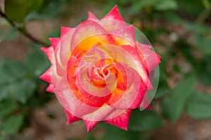 Beautiful and fragrant rose Double Delight Type: Hybrid Tea. Spring in Fuji City, Japan. Top view