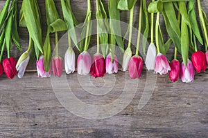 Beautiful frame of purple and pink tulips on old non paint wooden background.