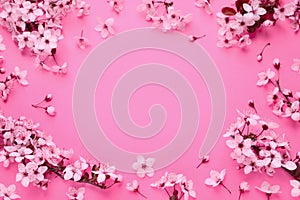 Beautiful frame of spring tree blossoms on pink background, flat lay. Space for text