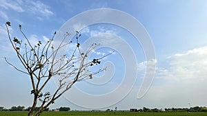 beautiful frame of tree branches, leaves on blue sky and clouds background