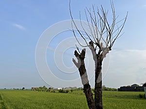 beautiful frame of tree branches, leaves on blue sky and clouds background