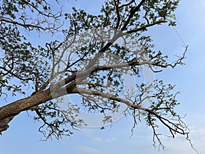 beautiful frame of tree branches, leaves on blue sky and clouds background