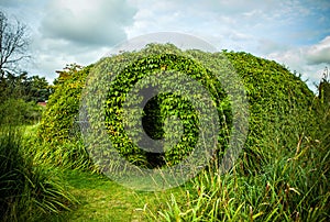 Beautiful framework covered by vegetation close-up photo