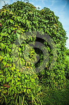 Beautiful framework covered by vegetation close-up photo