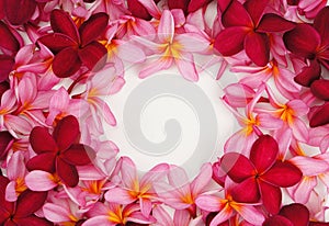 Beautiful Frangipani flower frame on white background