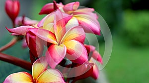 Beautiful Frangipani Flower - pink and yellow colorful close up frangipani flower