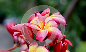 Beautiful Frangipani Flower - pink and yellow colorful close up frangipani flower