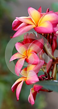 Beautiful Frangipani Flower - pink and yellow colorful close up frangipani flower