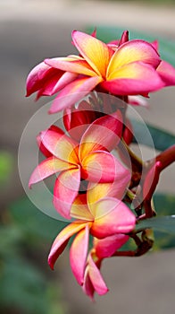 Beautiful Frangipani Flower - pink and yellow colorful close up frangipani flower