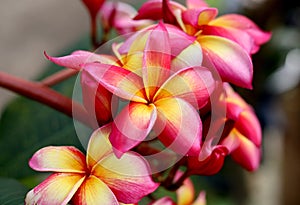 Beautiful Frangipani Flower - pink and yellow colorful close up frangipani flower