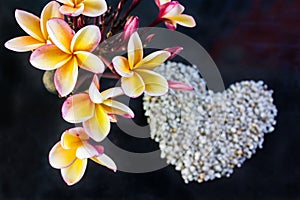 Beautiful frangipani flowers bunch on dark background and blurred heart shape pebble